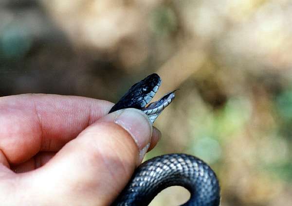 シマヘビ黒化型（カラスヘビ）の幼蛇（広島産）