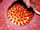アルノルディイ花の内部　蜜腺の様子