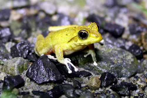 リュウキュウカジカガエル