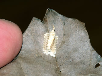 ヒナカマキリの卵鞘