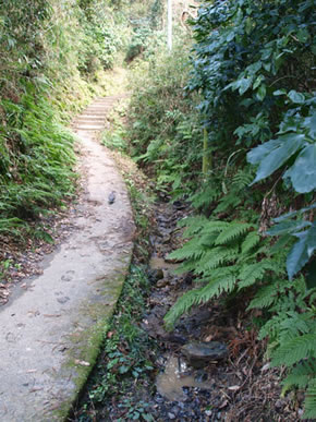 トウキョウサンショウウオが産卵する登山道沿いの細流