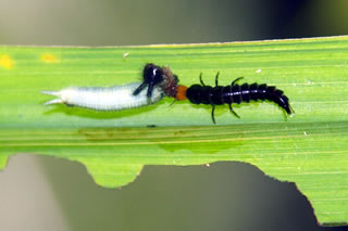 アトボシアオゴミムシの幼虫に捕食されるクロコノマチョウの幼虫