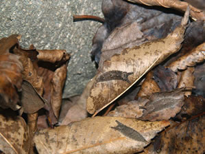 オオムラサキとゴマダラチョウの越冬幼虫2