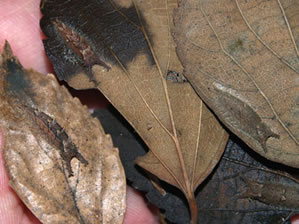 オオムラサキとゴマダラチョウの越冬幼虫3