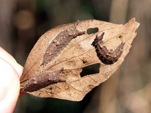 オオムラサキとゴマダラチョウの越冬幼虫4