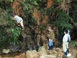 崖を登ってイシカワガエルを観察するメンバー2
