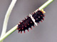 ジャコウアゲハ沖縄亜種の幼虫